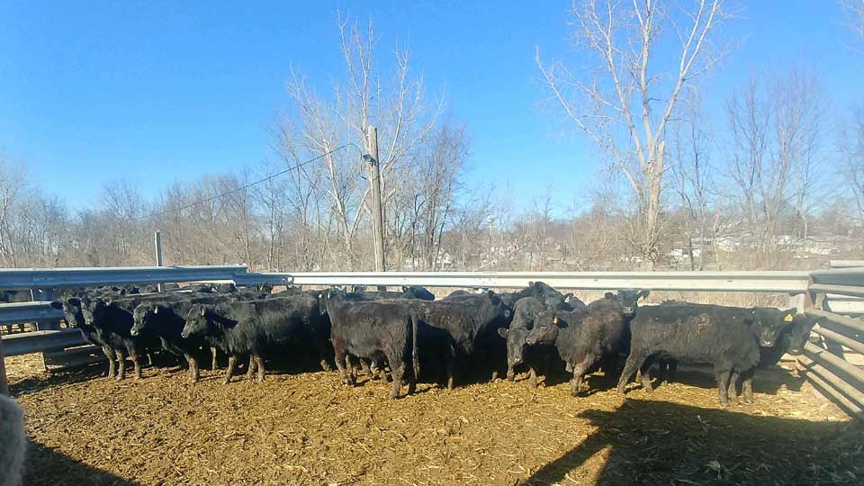 Feeder Cattle Auctions Photo Gallery Oxford Sale Barn Iowa