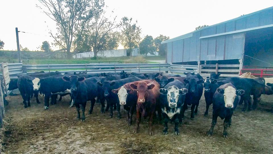 Feeder Cattle Auctions Photo Gallery Oxford Sale Barn Iowa