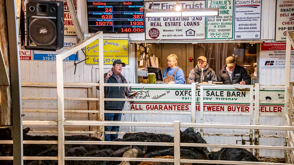 Feeder Cattle Auctions Photo Gallery Oxford Sale Barn Iowa