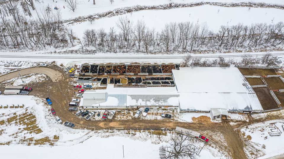 Feeder Cattle Auctions Photo Gallery Oxford Sale Barn Iowa