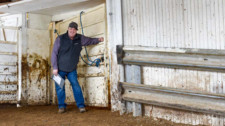 Feeder Cattle Auctions Photo Gallery Oxford Sale Barn Iowa
