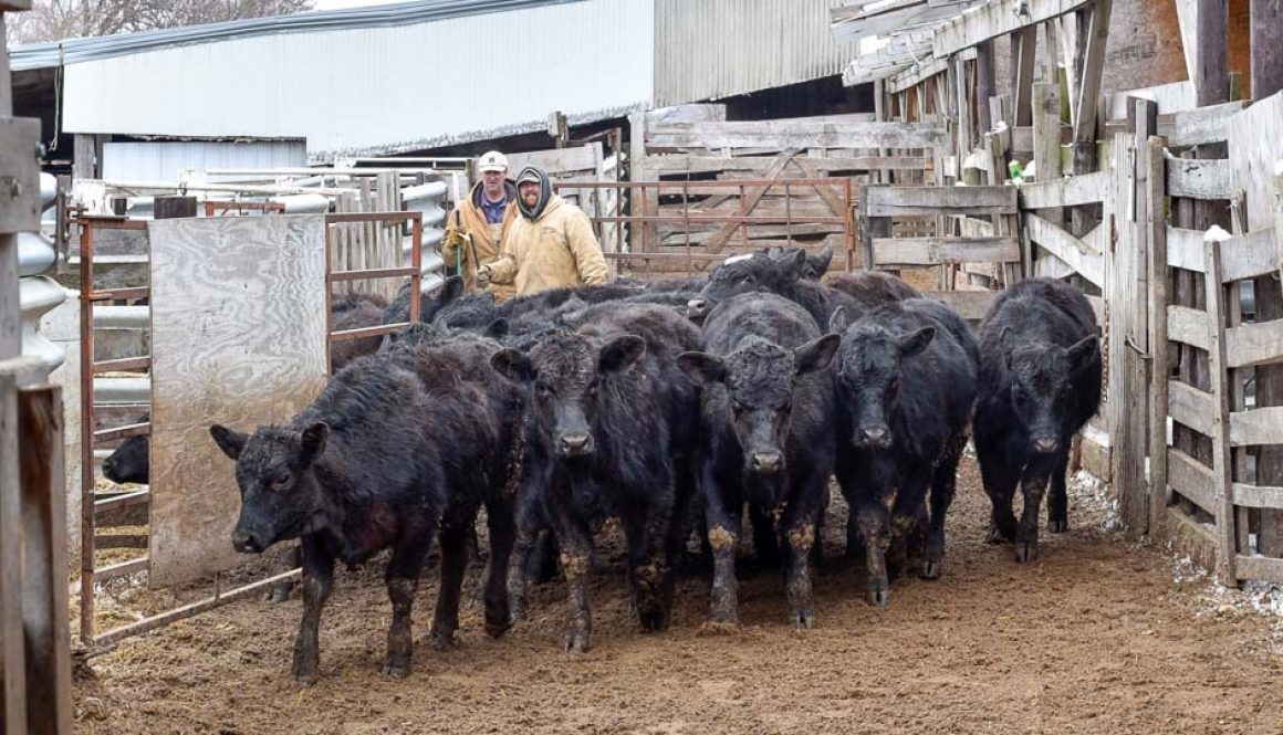 Oxford Sale Barn Oxford Iowa Feeder Cattle