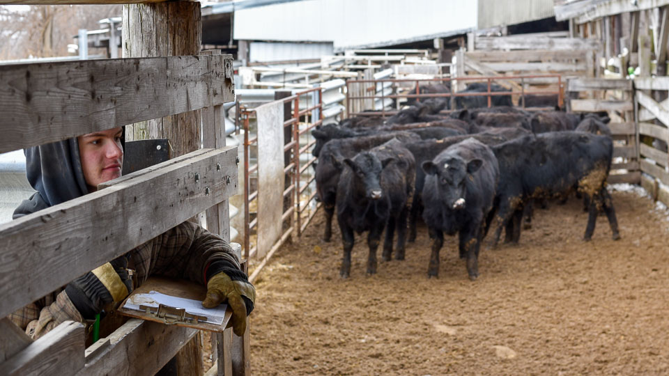 Feeder Cattle Auctions Photo Gallery Oxford Sale Barn Iowa