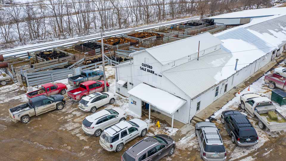 Feeder Cattle Auctions Photo Gallery Oxford Sale Barn Iowa