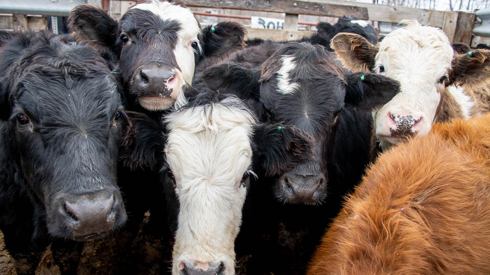 Feeder Cattle Auctions Photo Gallery Oxford Sale Barn Iowa