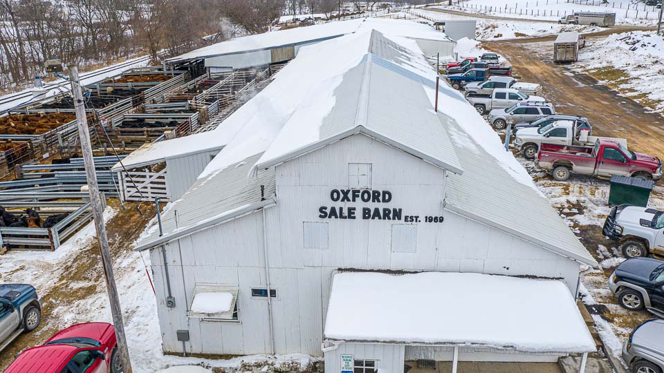 Feeder Cattle Auctions Photo Gallery Oxford Sale Barn Iowa